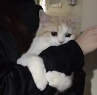 🕯 d1ab8b1c แมว, สัตว์เลี้ยง, สัตว์, น่ารัก, ลูกแมว, สัตว์เลี้ยง telegram sticker