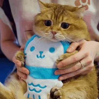 🕯 d272a86d แมว, ลูกแมว, สัตว์, สัตว์เลี้ยง, น่ารัก, แมวบ้าน, สัตว์เลี้ยงลูกด้วยนม telegram sticker