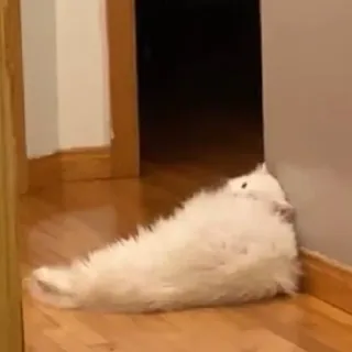 🕯 d8a13b0d แมว, แมวขาว, ตลก, สัตว์, แมวบ้าน, สัตว์เลี้ยง, มีมแมว telegram sticker