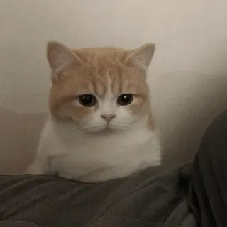 🕯 dacb724e แมว, สัตว์, สัตว์เลี้ยง, สัตว์เลี้ยง, สัตว์เลี้ยงลูกด้วยนม, น่ารัก telegram sticker