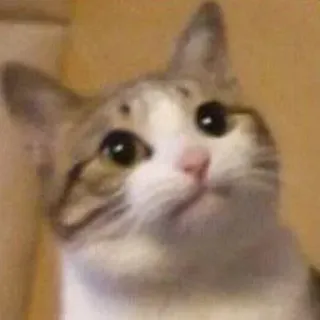 🕯 db3c2c95 แมว, ลูกแมว, สัตว์, สัตว์เลี้ยง, น่ารัก, สัตว์ตระกูลแมว, สัตว์เลี้ยงลูกด้วยนม telegram sticker