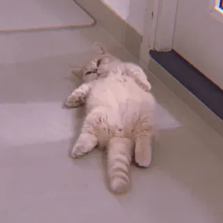 🕯 fd7765ff แมว, หลับ, ตลก, สัตว์, แมวบ้าน, ผ่อนคลาย telegram sticker