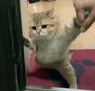 🐈‍⬛ 109b815c cat, funny, animals, cute, pet, domestic, playful telegram sticker