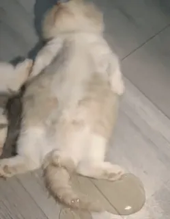 🐈‍⬛ 128fde78 cat, cute, animal, domestic, mammal telegram sticker