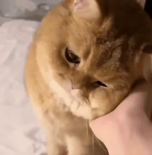 🐈‍⬛ 187428dc cat, pet, animal, orange cat, domestic animal, mammal, feline, cute telegram sticker