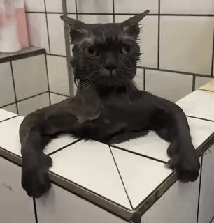 🐈‍⬛ 209f2700 cat, wet cat, animal, pet, funny, bath, domestic animal telegram sticker