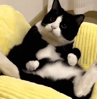 🐈‍⬛ 25ea59ee cat, black and white, sitting, animal telegram sticker