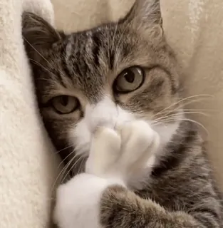 🐈‍⬛ 3c240374 cat, cute, animal, pet, feline, domestic, mammal telegram sticker