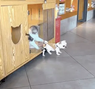 🐈‍⬛ 4094b48f cat, dog, pets, animals, funny, cute, pulling telegram sticker