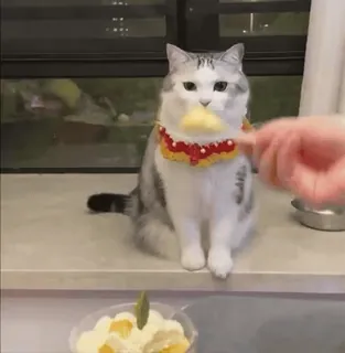 🐈‍⬛ 4ae448e6 cat, cute, animal, pet, food, dessert telegram sticker