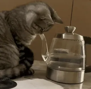 🐈‍⬛ 4d388d3d cat, kitten, pet, animal, tea kettle, water, glass, home telegram sticker