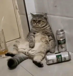 🐈‍⬛ 50d0cbd4 HARBIN BEER cat, beer, drunk, harbin beer, animal, alcohol, party telegram sticker