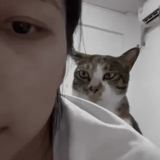 🐈‍⬛ 52a84cdd cat, pet, animal, domestic cat, feline telegram sticker