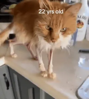 🐈‍⬛ 659a219b 22 yrs old cat, pet, animal, orange, years old, domestic animal telegram sticker