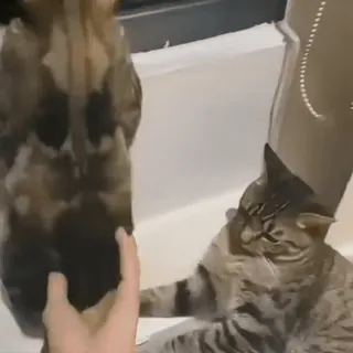 🐈‍⬛ 7285e210 cats, animals, playing, pets, domestic animals telegram sticker