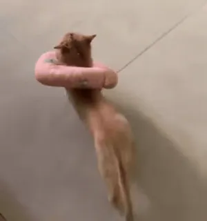 🐈‍⬛ 74bcb75f cat, animal, donut, pet, funny, orange, domestic animal telegram sticker