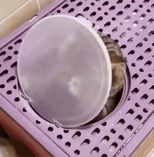 🐈‍⬛ a210d2d5 cat, animal, pet, funny, cute, kitten telegram sticker