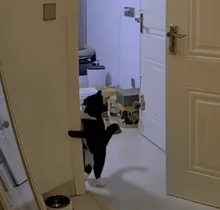 🐈‍⬛ a8b90d8f cat, door, animal, black and white, room, pet telegram sticker