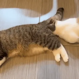 🐈‍⬛ b2ab048d cat, pet, animal, domestic cat, striped cat, lazy telegram sticker