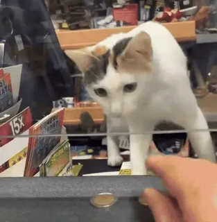 🐈‍⬛ da4fe773 cat, money, coin, vending machine, store telegram sticker