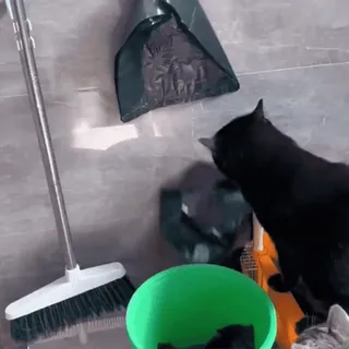 🐈‍⬛ dd9922ad cat, broom, housekeeping, cleaning, domestic animal, pet telegram sticker