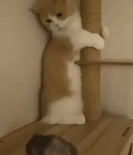 🐈‍⬛ e14ccdf4 cat, kitten, climbing, animal, cute, domestic, pet telegram sticker