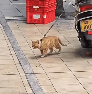🐈‍⬛ ea78daa5 cat, pet, sidewalk, walking, leash telegram sticker
