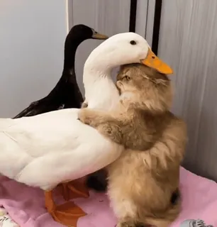 🐈‍⬛ fa37c388 cat, duck, animals, friendship, cute, pet telegram sticker