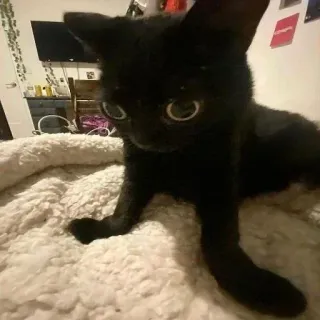 ❔ 1004262a black cat, cat, kitten, pet, animal, cute telegram sticker