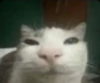 😠 1d112d8a cat, animal, pet, meme, funny, domestic cat telegram sticker