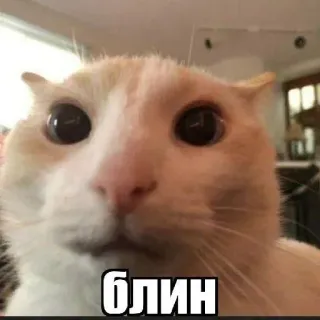 😞 266e15ee Блин cat, russian, meme, funny, animal, expression, blin telegram sticker