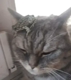 🐈 541007af cat, animal, frog, pet, reptile, cute, funny telegram sticker