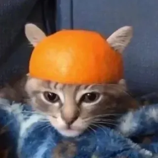 🍊 67e6cb14 cat, animal, pet, orange, hat, funny telegram sticker