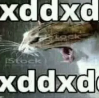 😁 6f98d28e xddxdxddxd cat, meme, animal, funny, internet, expression telegram sticker