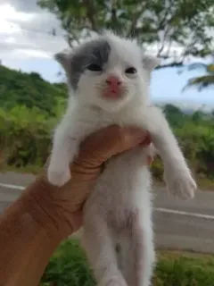 🥔 78b219f6 kitten, cat, animal, pet, cute, small, hand telegram sticker