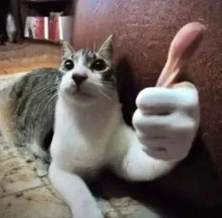 🤙 95e48c9f cat, thumbs up, animal, meme, funny, cute, pet telegram sticker