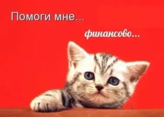 💰 9ac7e57f Помоги мне...
финансово... cat, kitten, financial aid, help, cute, begging, funny telegram sticker