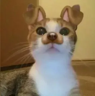 🐕 dba3744e cat, dog ears, middle finger, offensive, animal, meme telegram sticker