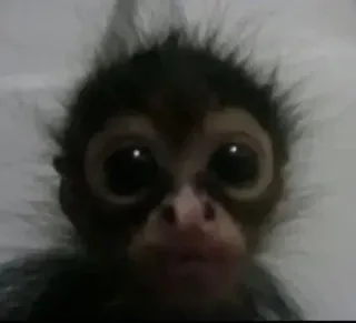 🐒 fb0e2782 monkey, animal, wildlife, primate, cute, zoo, mammal telegram sticker