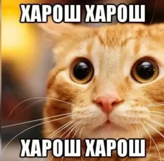 😀 fbc6d248 ХАРОШ ХАРОШ cat, meme, funny, text, russian, харош telegram sticker