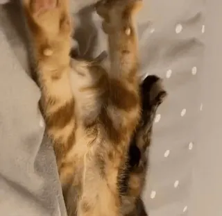 🌟 0e8dfe7d кошка, котенок, милый, животное, питомец whatsapp sticker