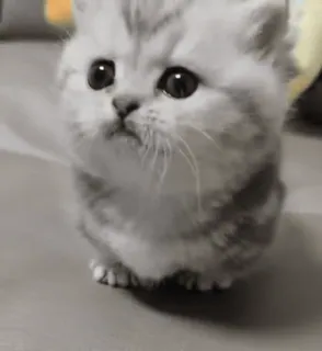 🌟 182d7b55 котенок, кошка, милый, животное, домашнее животное, домашняя кошка whatsapp sticker