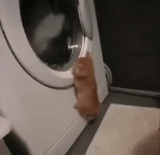 🌟 1b491a05 котёнок, кот, стиральная машина, животное, домашнее животное, милый, питомец whatsapp sticker
