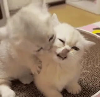 🥰 242e8205 кошки, котята, милые животные, домашние животные, кошачьи whatsapp sticker