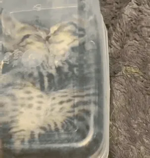 🌟 3b81019f кот, домашнее животное, котенок, пластиковый контейнер whatsapp sticker