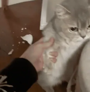 😡 3bb23e84 кот, домашнее животное, животное, домашний кот, серебристый кот, милый whatsapp sticker