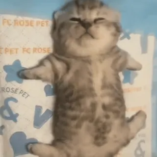 😴 4a1b7056 FC ROSE PET кот, котёнок, спящий, милый, животное whatsapp sticker