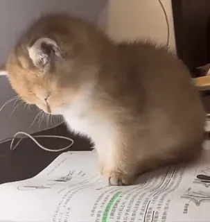 🌟 51e6768e котенок, кот, милый, животное, золотой whatsapp sticker