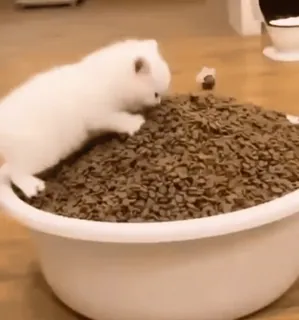 🌟 53b95942 котёнок, кошка, корм для животных, животное, милый, миска whatsapp sticker