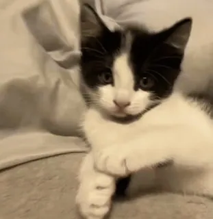 🥰 65c0fc7b кот, котёнок, животное, питомец, милый, черно-белый, млекопитающее whatsapp sticker